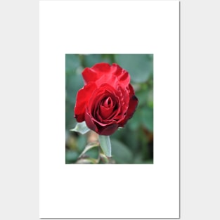 Deep Red Rose Bloom Posters and Art